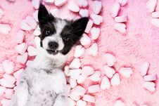 Dog Love Rose Valentines Royalty Free Stock Photo