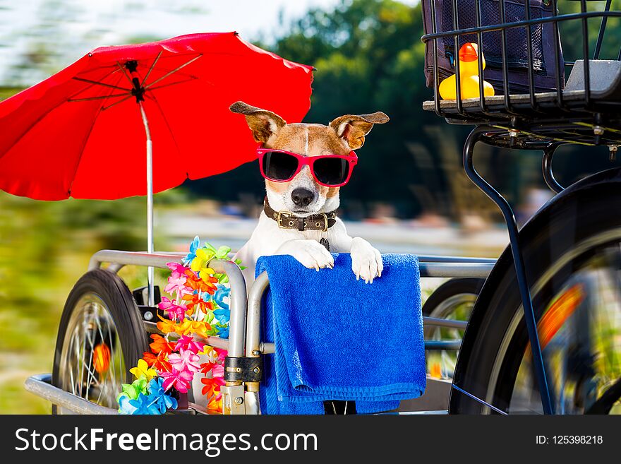 Fast and speedy jack russell dog on a bike trailer on summer vacation , with owner ready for the beach with towel , umbrella and sunglasses