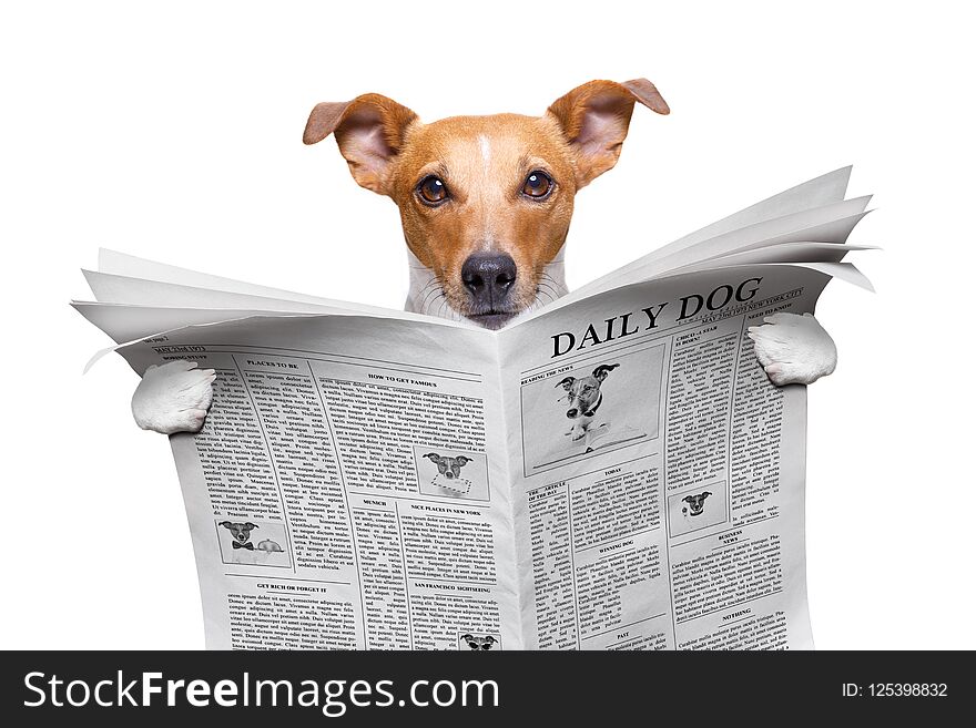 Cool funny jack russell dog reading a newspaper magazine. Cool funny jack russell dog reading a newspaper magazine