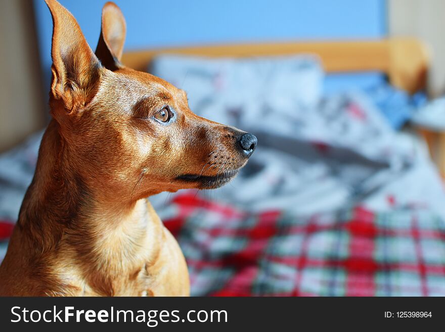 Brown dog miniature pinscher profile view with copy space for text on blurred bedroom interior background. Brown dog miniature pinscher profile view with copy space for text on blurred bedroom interior background.
