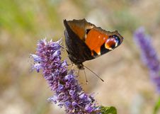 Peacock-butterfly On Flower Stock Image Peacock-butterfly On Flower Stock Image