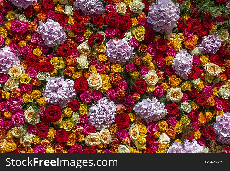 Flowers background - hortensia flowers and roses - close up