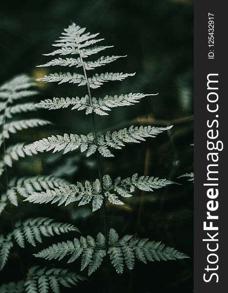 Green Fern Leaves In A Dark Forest. Dark Light, Background.