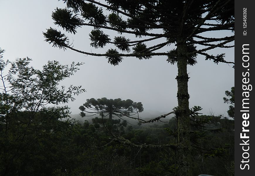 Tree, Vegetation, Sky, Woody Plant