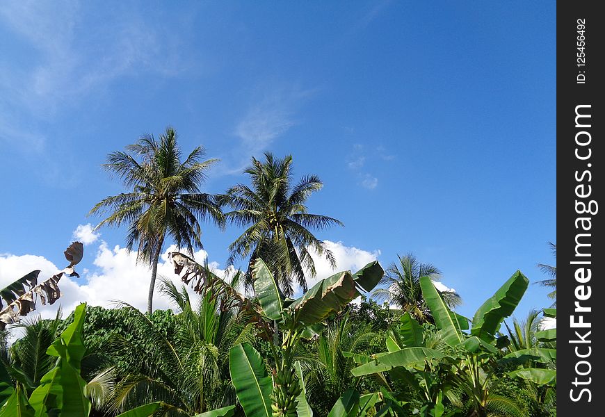 Sky, Vegetation, Tree, Palm Tree