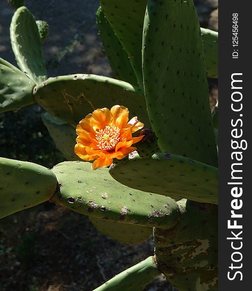 Plant, Cactus, Flowering Plant, Flora