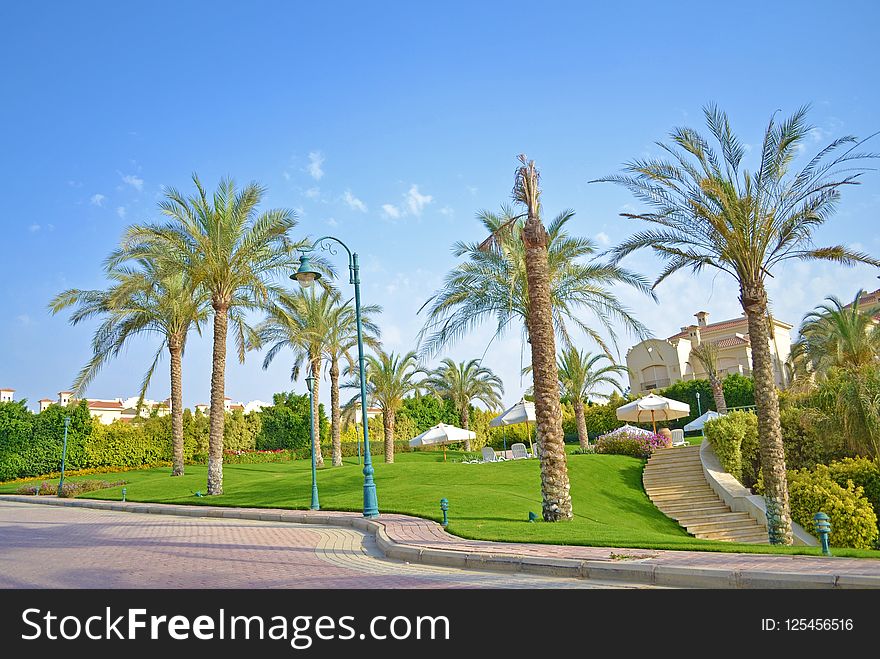 Tree, Palm Tree, Arecales, Property