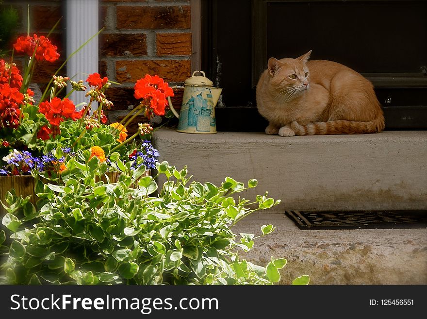 Cat, Plant, Flower, Small To Medium Sized Cats