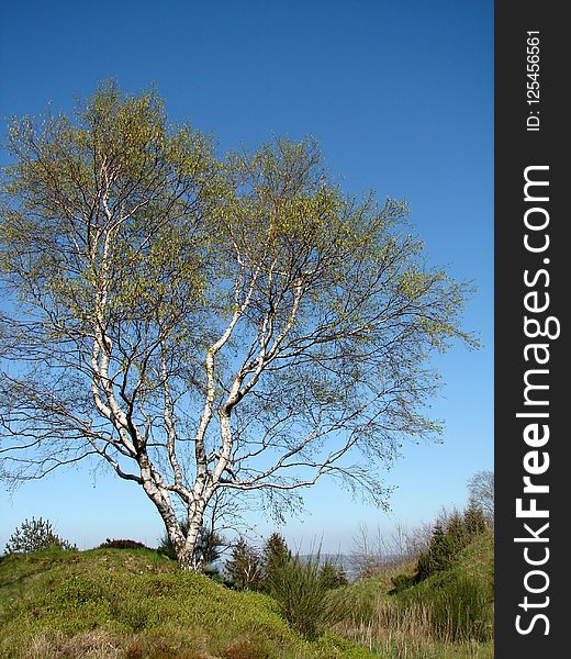 Tree, Sky, Woody Plant, Ecosystem