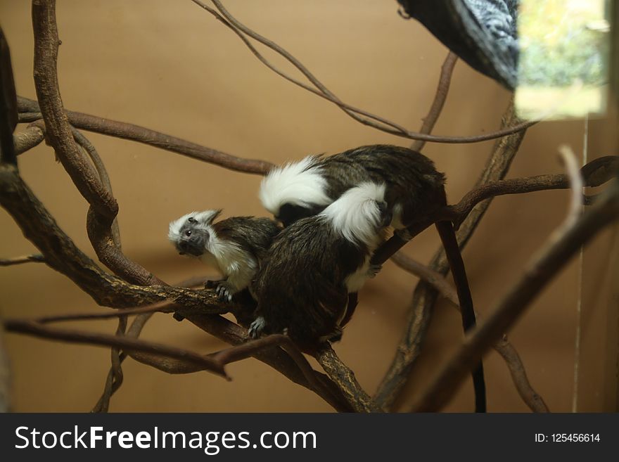 Fauna, New World Monkey, Wildlife, Beak