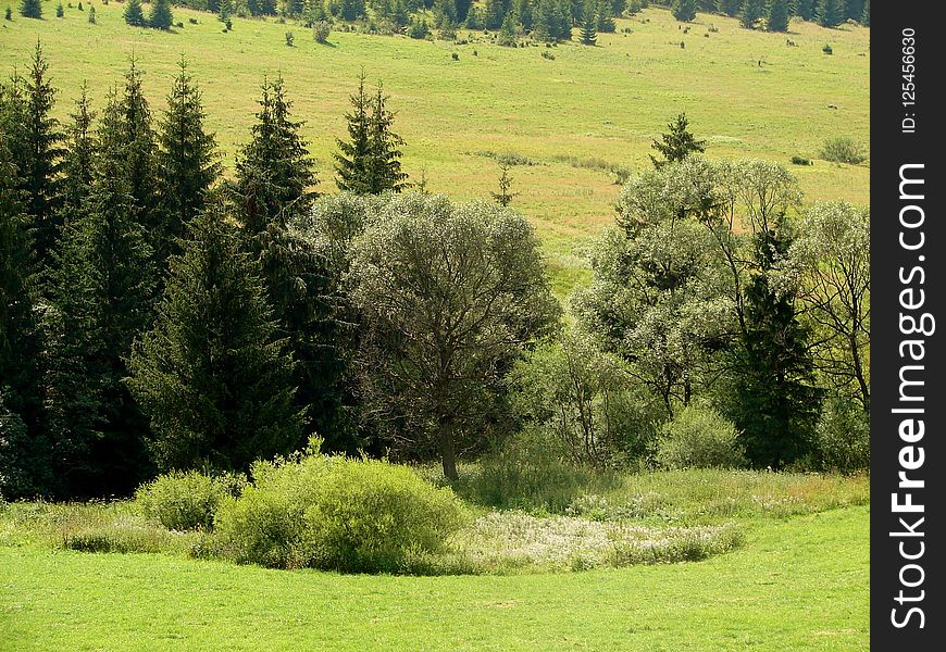 Grassland, Vegetation, Ecosystem, Pasture