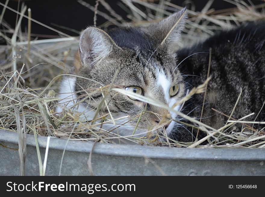 Cat, Fauna, Whiskers, Small To Medium Sized Cats