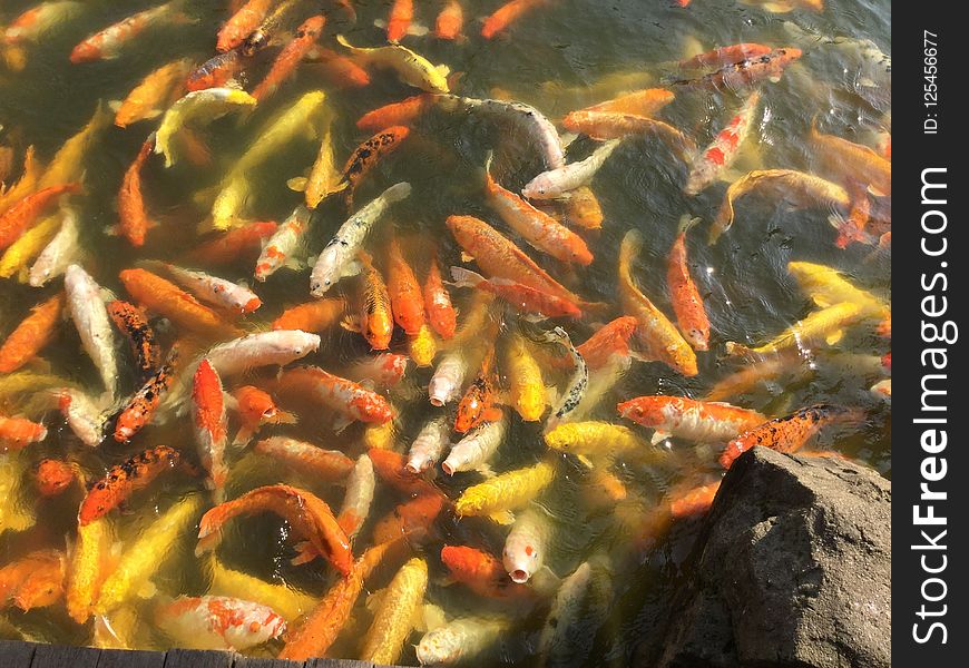 Koi, Fish Pond, Fish, Pond