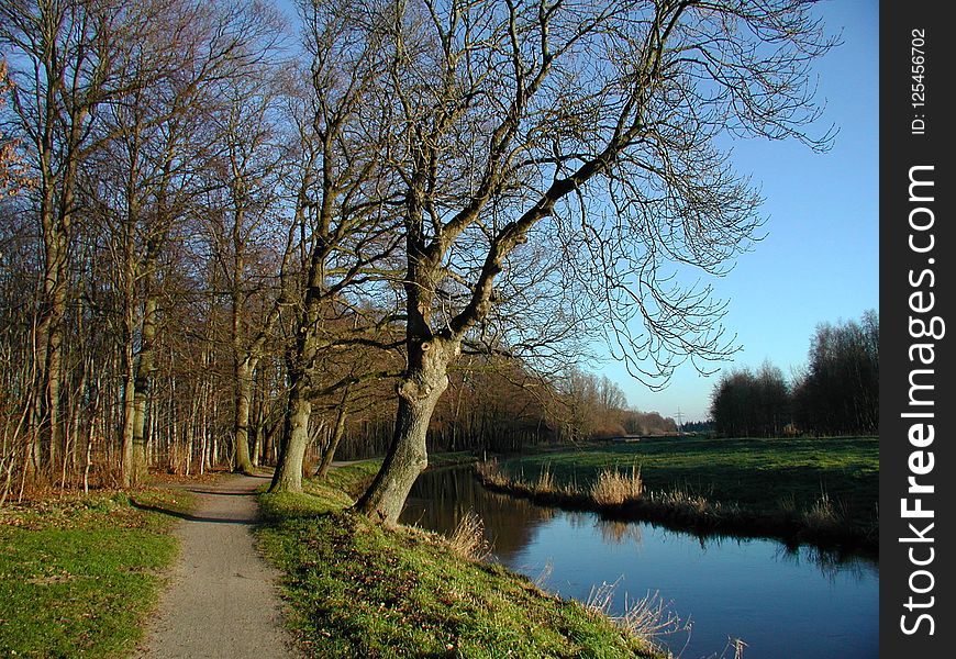 Tree, Waterway, Water, Nature