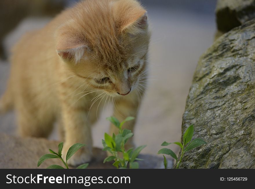 Cat, Whiskers, Fauna, Small To Medium Sized Cats