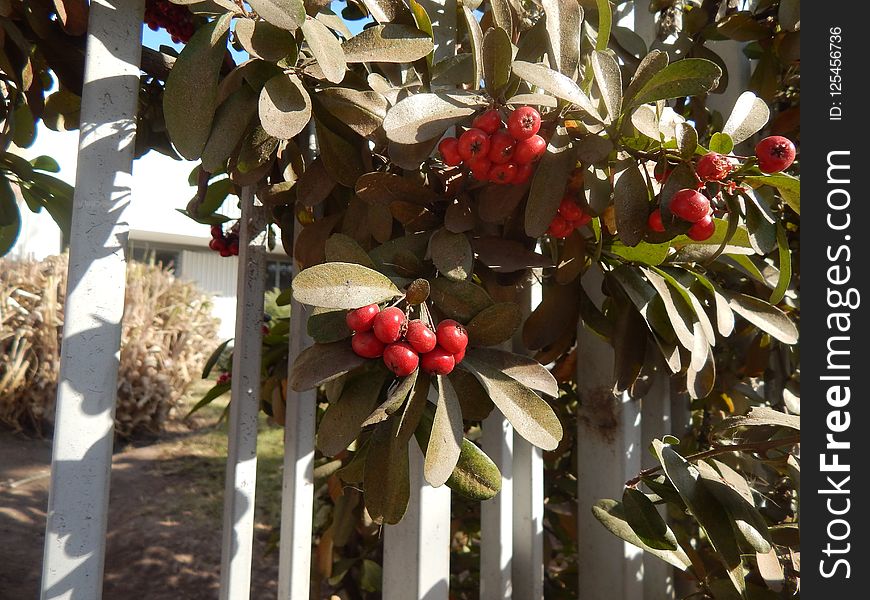 Plant, Fruit, Tree, Produce