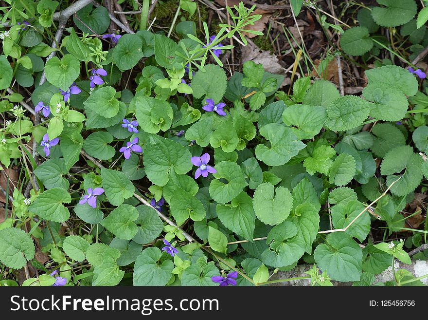 Plant, Flower, Flora, Herb