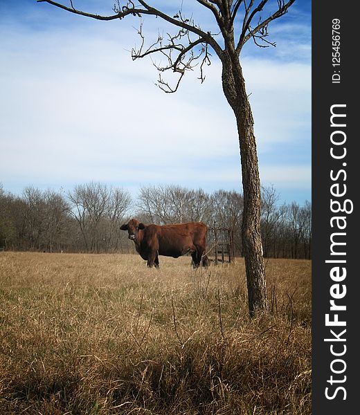 Cattle Like Mammal, Tree, Grassland, Prairie