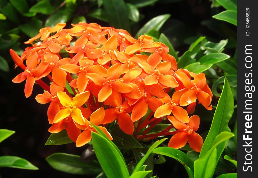 Flower, Plant, Flora, Orange