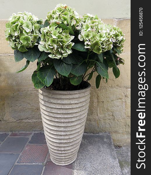 Plant, Flower, Flowering Plant, Flowerpot