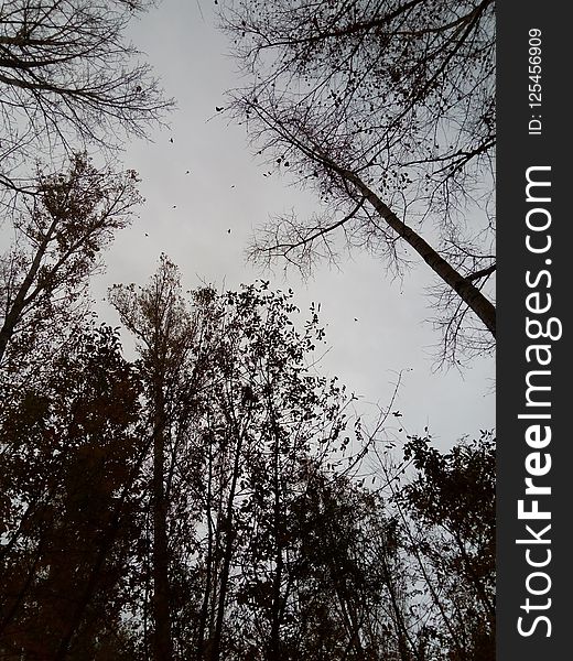 Sky, Tree, Branch, Nature