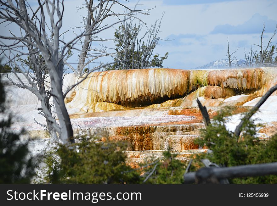 Tree, Winter, Wood, Landscape