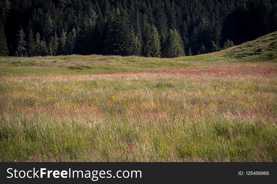 Grassland, Ecosystem, Vegetation, Meadow