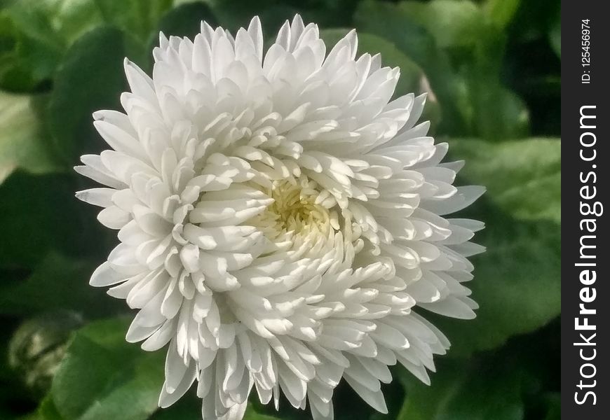 Flower, Plant, Oxeye Daisy, Daisy Family