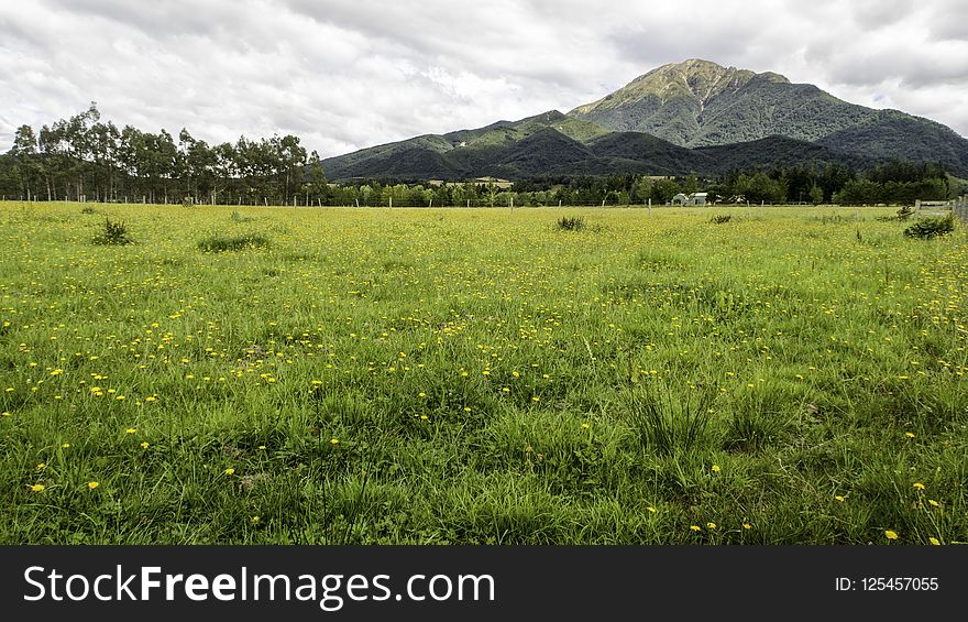 Grassland, Vegetation, Pasture, Ecosystem