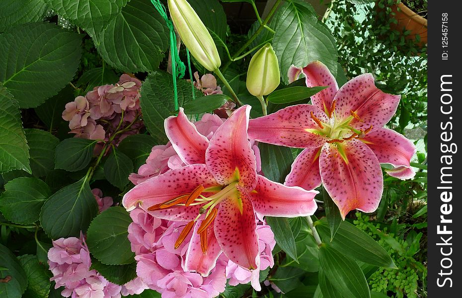 Flower, Plant, Pink, Lily
