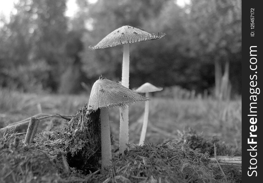 Black And White, Monochrome Photography, Tree, Photography