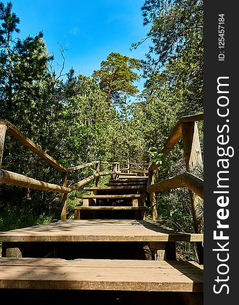 Tree, Plant, Wood, Path