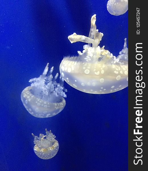 Jellyfish, Cnidaria, Marine Invertebrates, Invertebrate