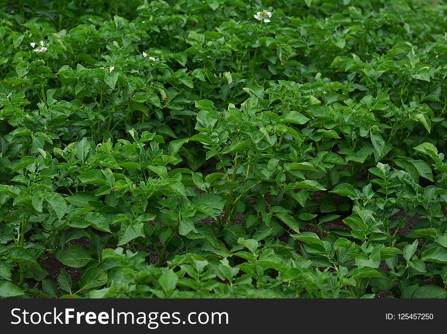 Plant, Leaf, Grass, Herb