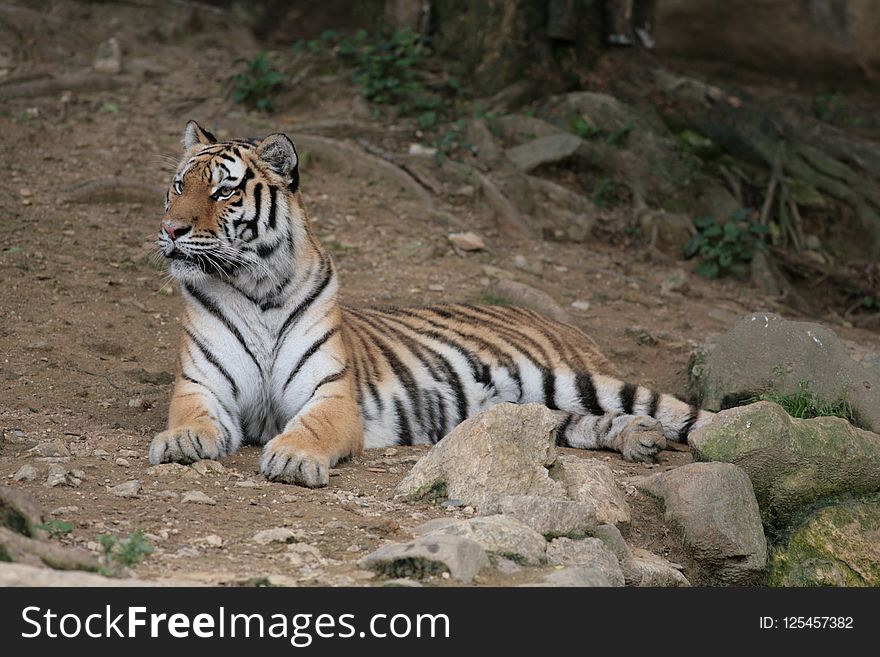 Tiger, Wildlife, Terrestrial Animal, Wilderness