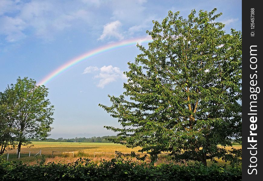 Rainbow, Sky, Tree, Vegetation