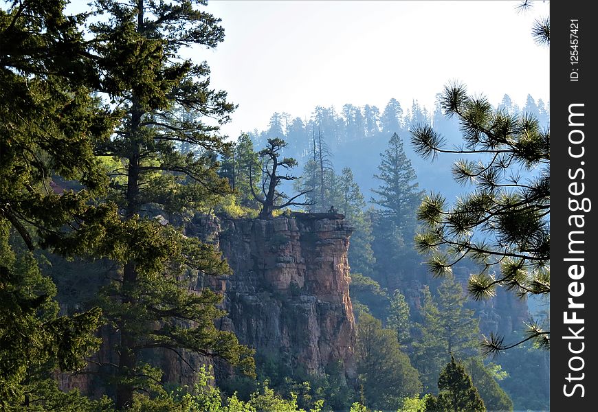 Nature, Tree, Wilderness, Nature Reserve