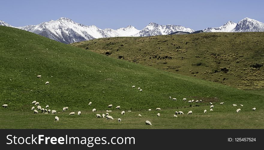 Grassland, Pasture, Ecosystem, Mountainous Landforms