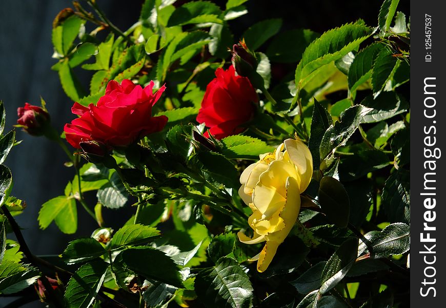 Plant, Flower, Rose Family, Rose