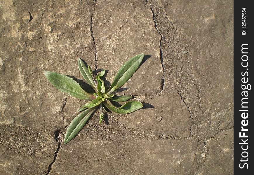 Plant, Flora, Leaf, Grass