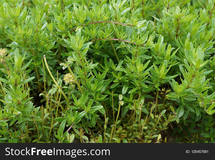 Plant, Leaf, Subshrub, Herb
