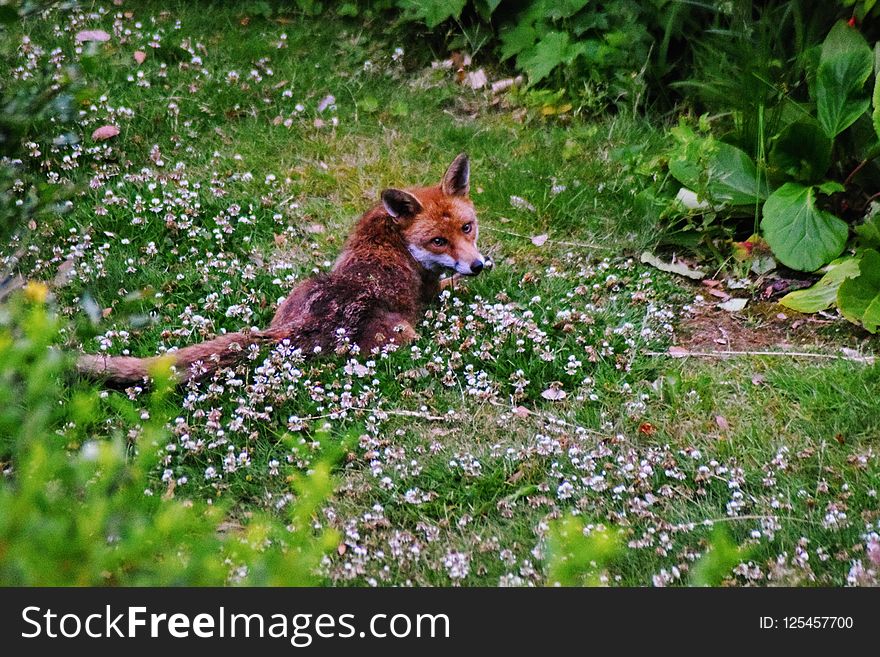 Fox, Wildlife, Mammal, Fauna