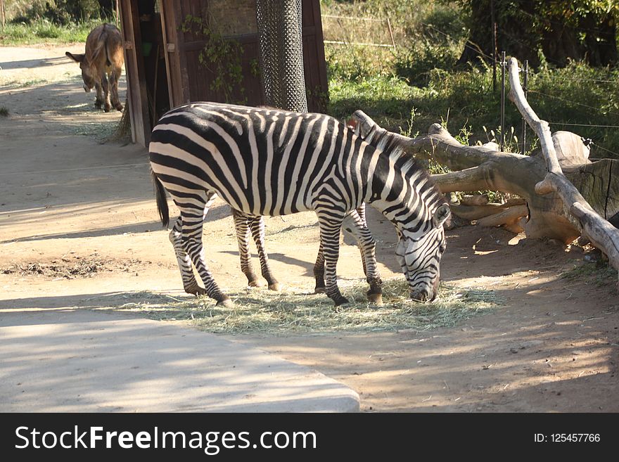 Zebra, Wildlife, Fauna, Terrestrial Animal