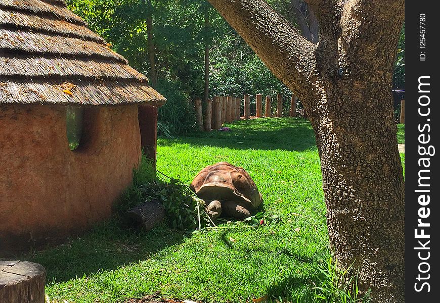 Grass, Tree, Leaf, Fauna