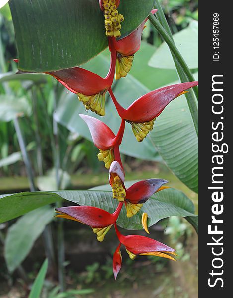 Plant, Heliconia, Flora, Flower