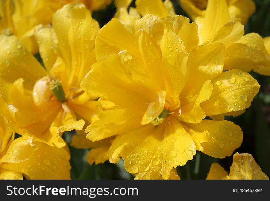 Flower, Yellow, Flora, Evening Primrose