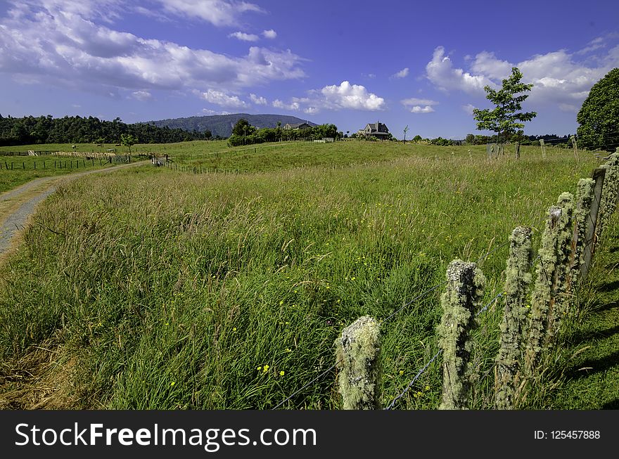 Grassland, Nature Reserve, Vegetation, Field