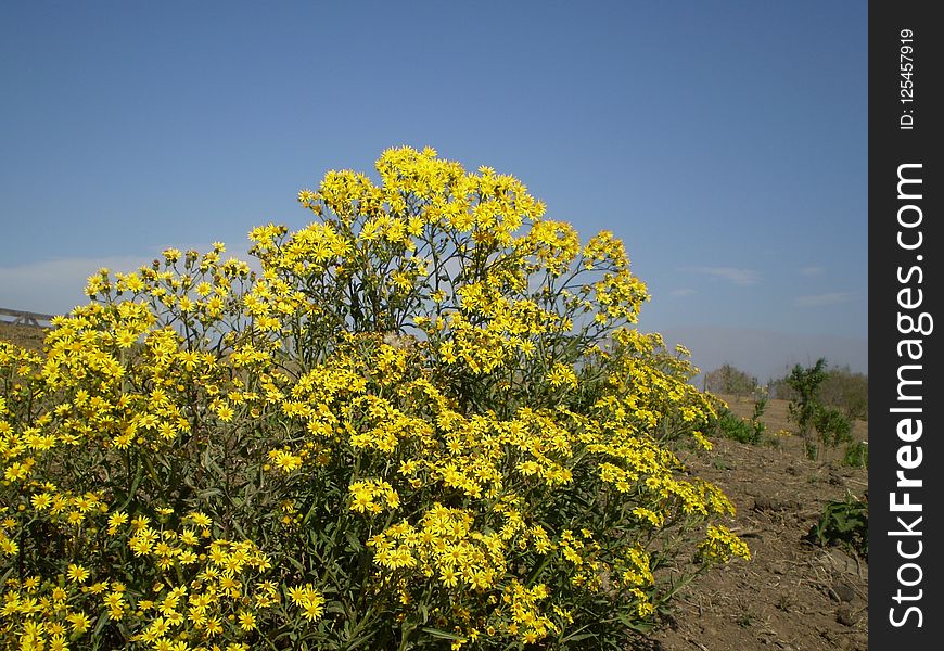 Yellow, Plant, Flower, Flora