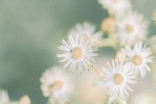 Meadow Flowers, Beautiful Fresh Morning In Soft Warm Light. Vintage Autumn Natural Background. Royalty Free Stock Images Meadow Flowers, Beautiful Fresh Morning In Soft Warm Light. Vintage Autumn Natural Background. Royalty Free Stock Images