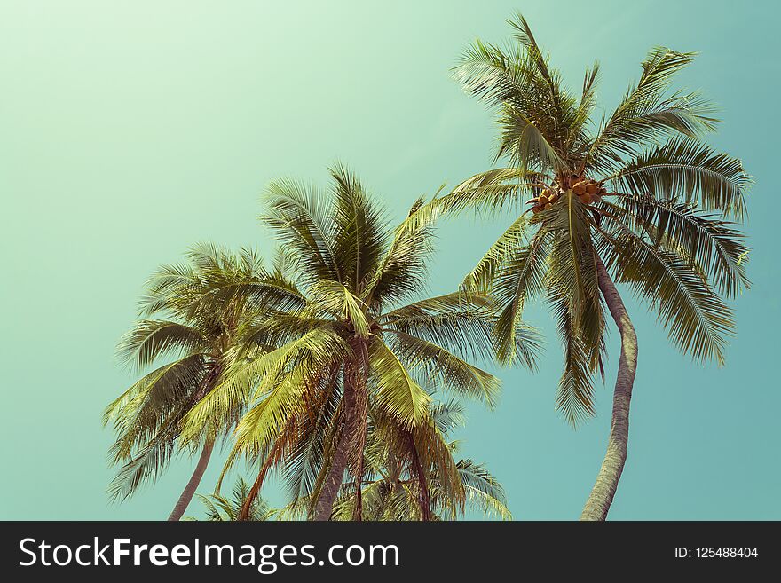 Coconut tree in summer on blue background.